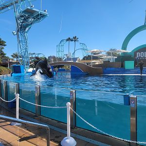 SeaWorld San Diego - Short-finned pilot whales