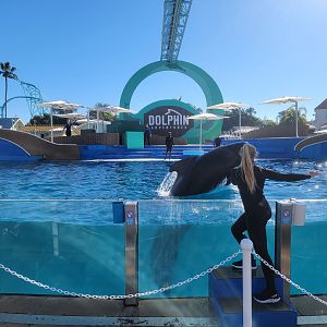 SeaWorld San Diego - Short-finned pilot whales