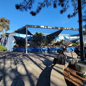 SeaWorld San Diego - Magellanic penguins