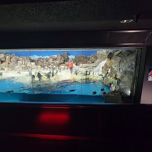 SeaWorld San Diego - Penguins!