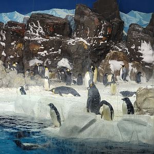 SeaWorld San Diego - Emperor penguins hanging out with their shorter friends