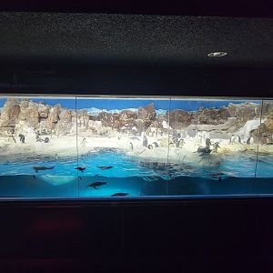 SeaWorld San Diego - Penguins