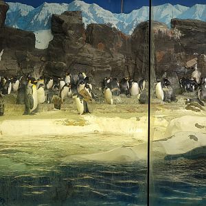 SeaWorld San Diego - Other end of penguin exhibit