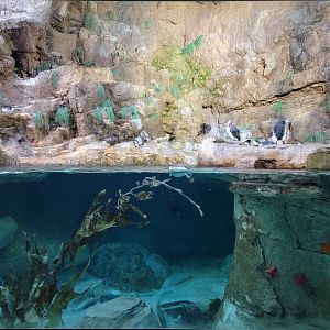 SeaWorld San Diego - Puffins and murres