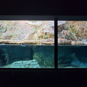 SeaWorld San Diego - Puffins and murres