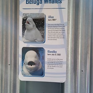 SeaWorld San Diego - Current belugas