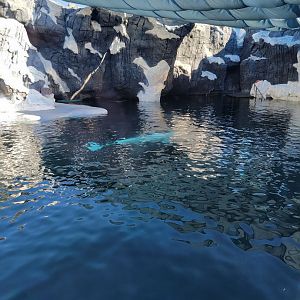 SeaWorld San Diego - Beluga pool