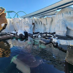 SeaWorld San Diego - Beluga pool