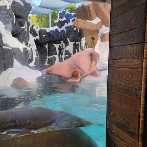 SeaWorld San Diego - Walrus male, with females in the water