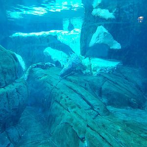 SeaWorld San Diego - Harbor seal underwater