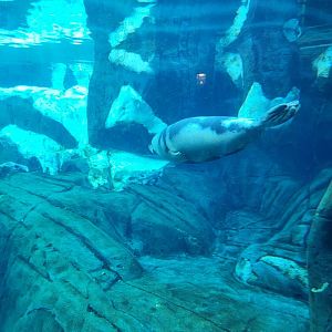 SeaWorld San Diego - Unknown seal (harp?)