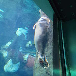 SeaWorld San Diego - Unknown seal (harp?)