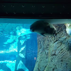 SeaWorld San Diego - Unknown seal (harp?), in her cute hiding spot
