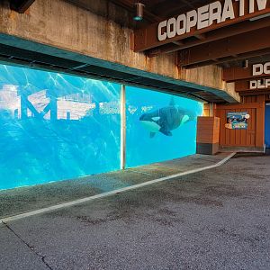 SeaWorld San Diego - Orca underwater viewing