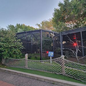 SeaWorld San Diego - Aviary at exit, southern bald ibis