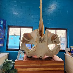 Marine Mammal Care Center - Humpback skull