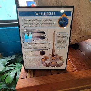 Marine Mammal Care Center - Humpback skull info