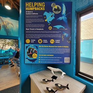 Marine Mammal Care Center - Helping humpbacks in southern California