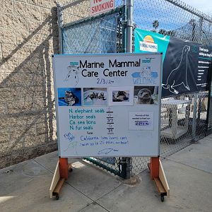 Marine Mammal Care Center - Current residents