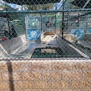 Marine Mammal Care Center - Pen #1, California sea lion with injury