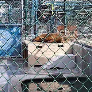 Marine Mammal Care Center - Pen #1, California sea lion with injury