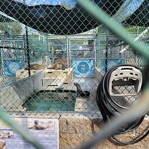 Marine Mammal Care Center - Pen #2, 3 California sea lions