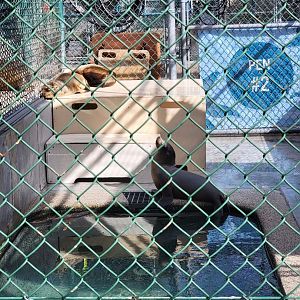 Marine Mammal Care Center - Pen #2, 3 California sea lions