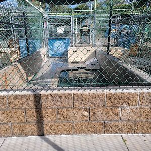 Marine Mammal Care Center - Pen #3, two elephant seals, one with cookie cutter shark injuries