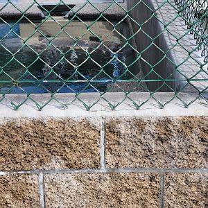 Marine Mammal Care Center - Pen #3, two elephant seals, one with cookie cutter shark injuries