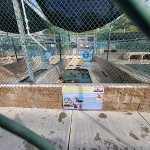 Marine Mammal Care Center - Pen #4, California sea lions