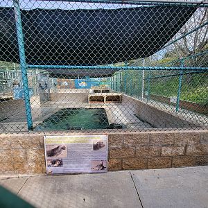 Marine Mammal Care Center - Pen #5, California sea lions with DA playing
