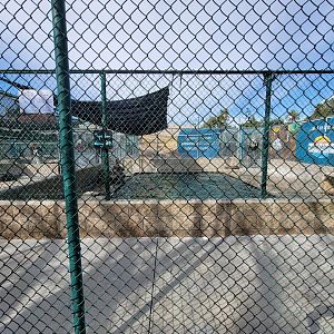 Marine Mammal Care Center - Pen #6, California sea lions with DA playing