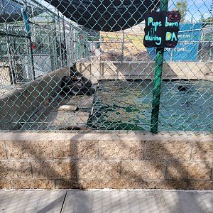 Marine Mammal Care Center - Pen #6, California sea lions with DA