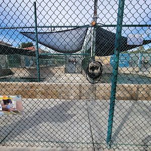 Marine Mammal Care Center - Pens #5 and 6, all pups with DA