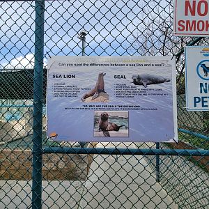 Marine Mammal Care Center - The difference between sea lions, seals, and fur seals