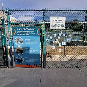 Marine Mammal Care Center - Explanation of markings on animals, and tags for symbolic adoptions