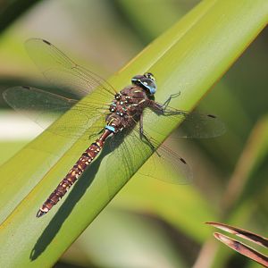 Lancer Dragonfly (Aeshna brevistyla)