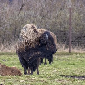 Wood Bison profile
