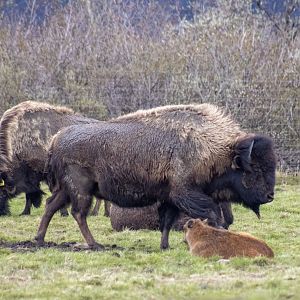 Wood Bison