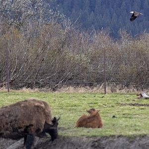 USA's National Mammal and National Bird (Wood Bison and wild Bald Eagle)