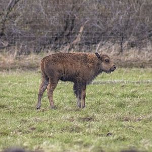 Wood Bison Calf