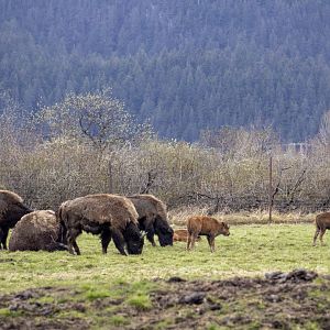 Wood Bison Herd