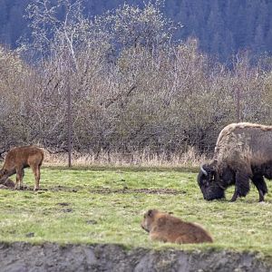 Wood Bison patriach and progeny