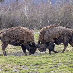 Wood Bison sparring