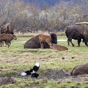 Wood Bison and Black-billed Magpie
