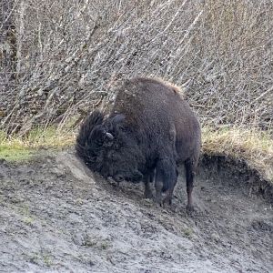 Wood Bison