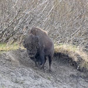 Wood Bison