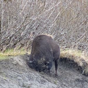 Wood Bison