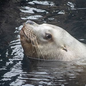 Steller Sea Lion
