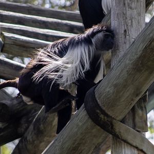 Angolan Colobus